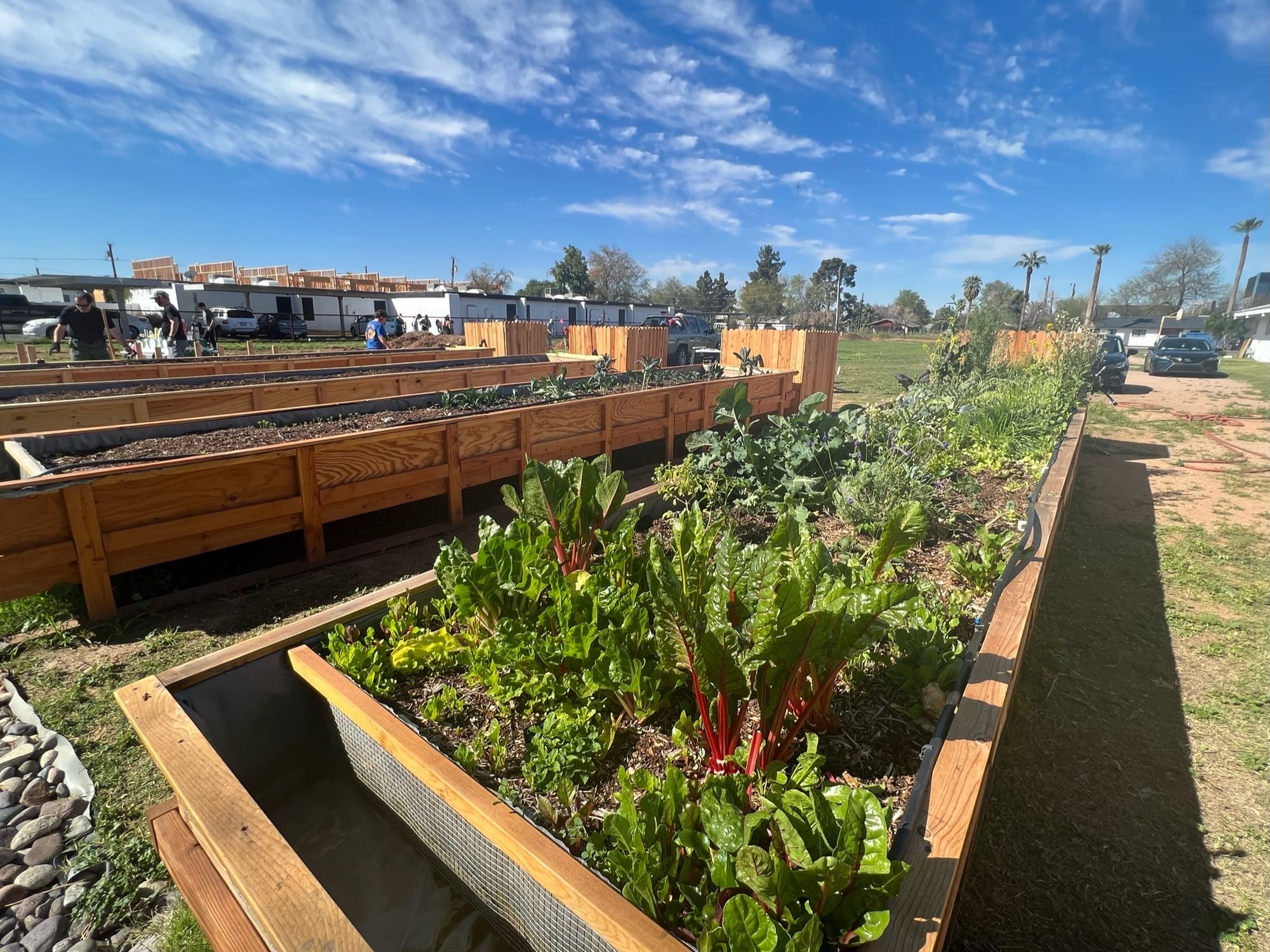 Wooden raised beds hold rainbow chard and other leafy greens, with people working in the distance.
