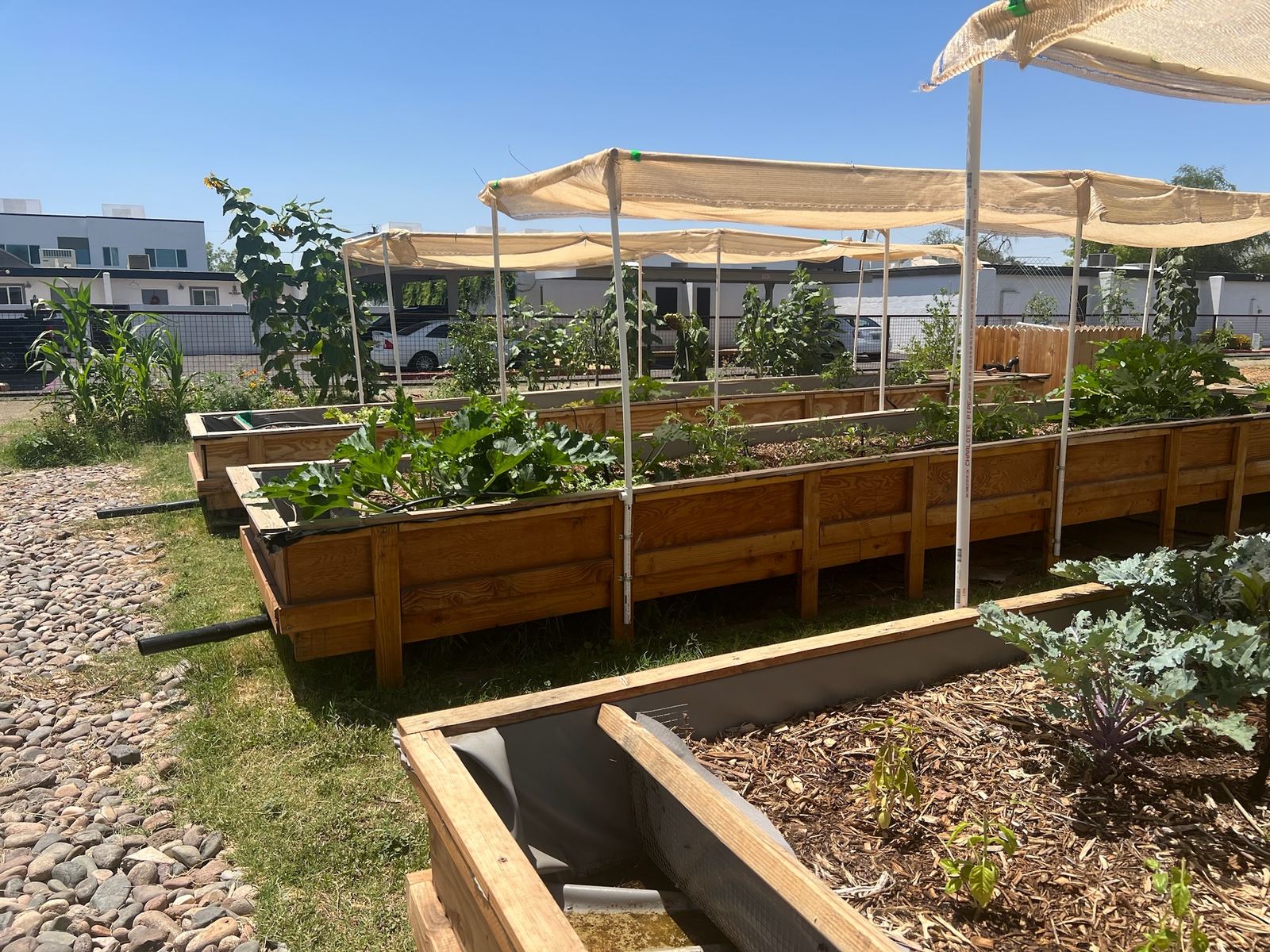 Wooden raised beds with squash, kale and corn, partly covered by tan shade cloth on white pipe frames.