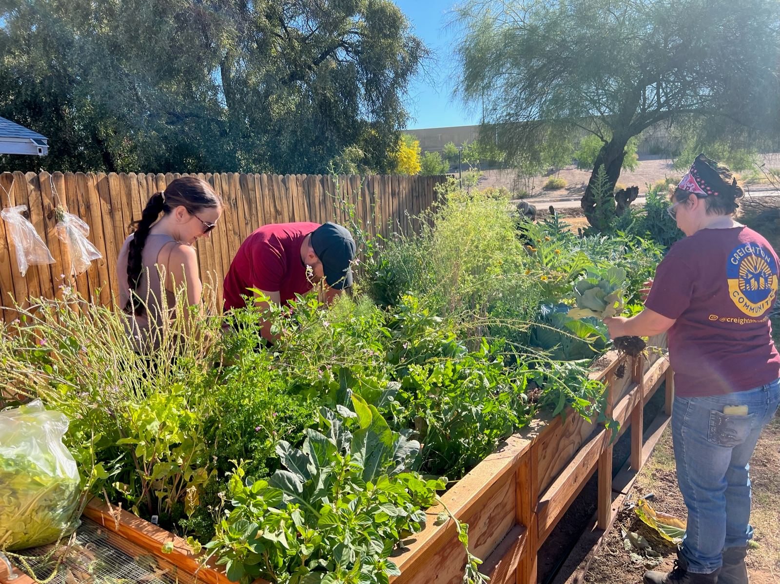 Three people work around a wooden raised bed overflowing with leafy greens and herbs on a sunny day.
