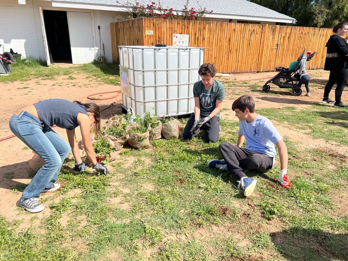 Three young volunteers in work gloves gather pulled green weeds into bags next to a large white water tote.